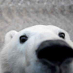 Meet your Posher, Max